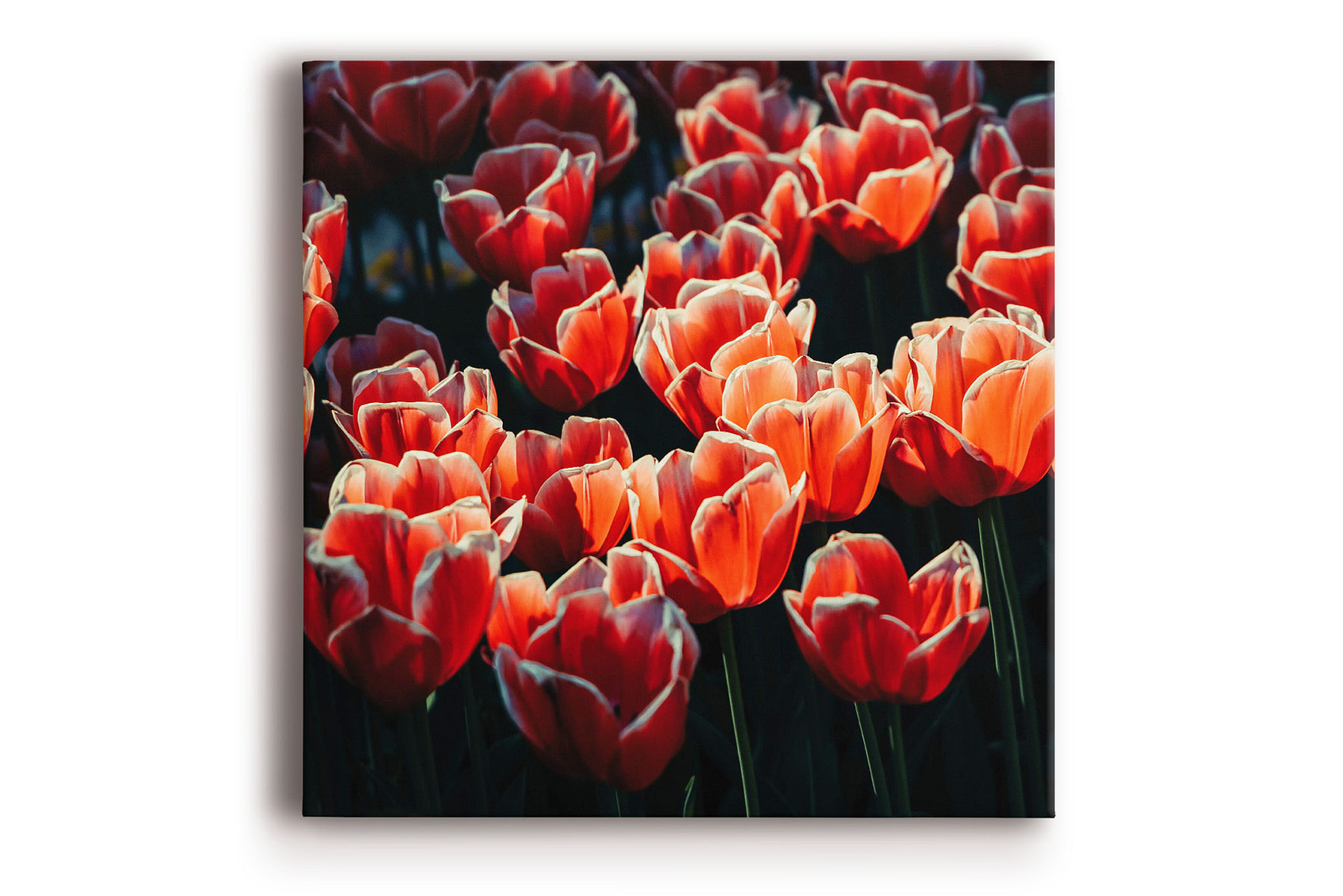 Orange Tulips, Art Canvas Print – Beleco